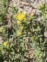 Ericameria suffruticosa