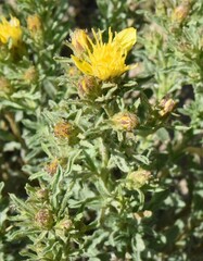 Ericameria suffruticosa