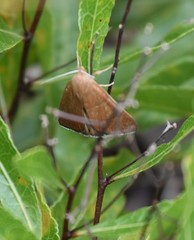 Argyrostrotis quadrifilaris