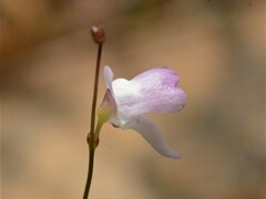Utricularia minutissima