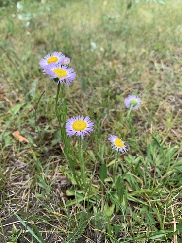 Erigeron glabellus