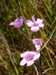 Agalinis maritima maritima