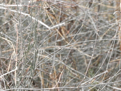 Ephedra triandra