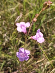 Agalinis maritima maritima