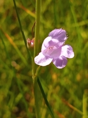 Agalinis maritima maritima
