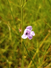 Agalinis maritima maritima