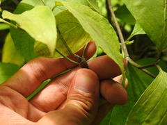 Neolasioptera cornicola