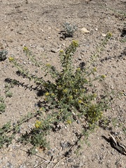 Cleomella obtusifolia