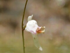 Utricularia minutissima
