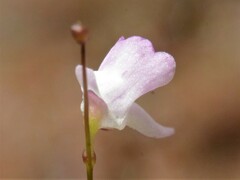 Utricularia minutissima