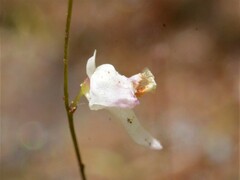 Utricularia minutissima