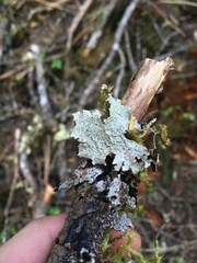 Platismatia norvegica