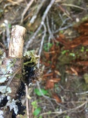 Platismatia norvegica