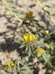 Cleomella obtusifolia