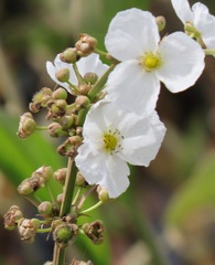 Aquarius lanceolatus