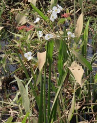Aquarius lanceolatus