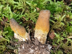 Tolypocladium rouxii
