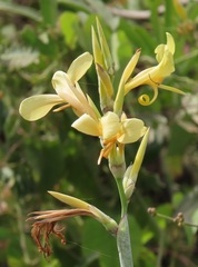Canna glauca