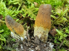 Tolypocladium rouxii