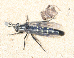 Miltinus minutus