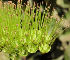 Combretum lanceolatum