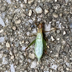 Oecanthus pini