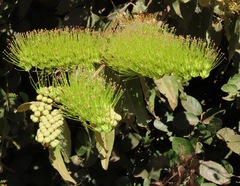 Combretum lanceolatum