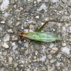 Oecanthus pini