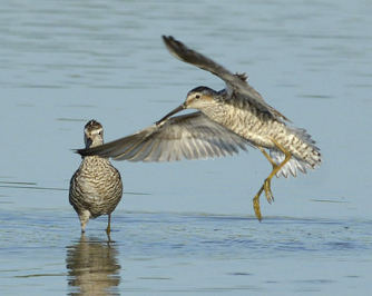 Stilt Sandpiper