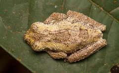 Dryaderces inframaculata