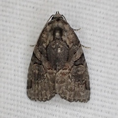 Pseudeustrotia indeterminata