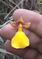Cyrtochilum aureum