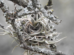 Tillandsia retorta