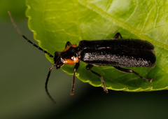Rhagonycha angulata