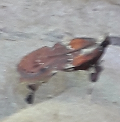Galasa nigrinodis