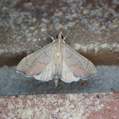 Sericoplaga externalis