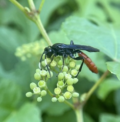 Protichneumon