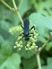 Protichneumon