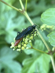 Protichneumon