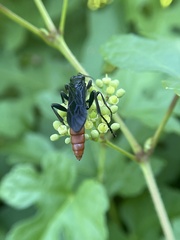 Protichneumon