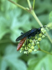 Protichneumon