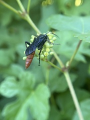Protichneumon