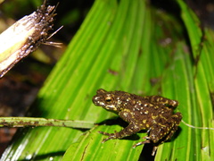 Leptophryne javanica