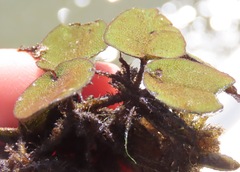 Salvinia auriculata