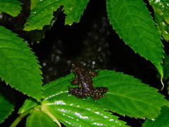 Leptophryne javanica
