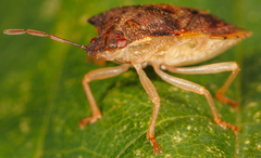 Dendrocoris humeralis