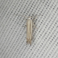 Polyhymno luteostrigella