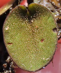 Salvinia auriculata