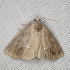 Hypsoropha hormos