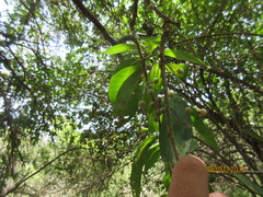 Achatocarpus nigricans